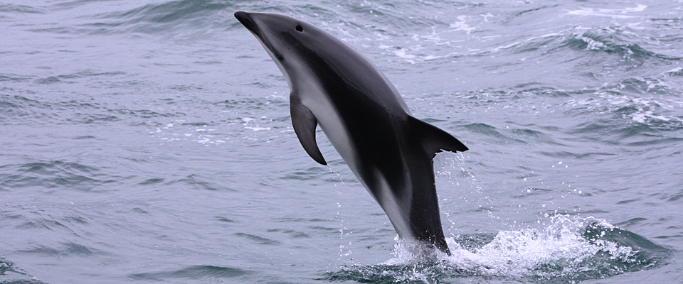 Dolphin, New Zealand