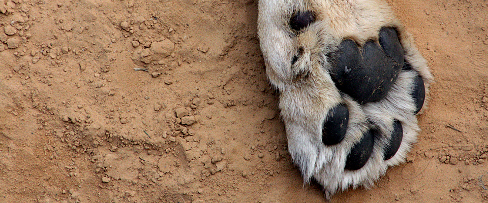 Lion's Paw, South Africa
