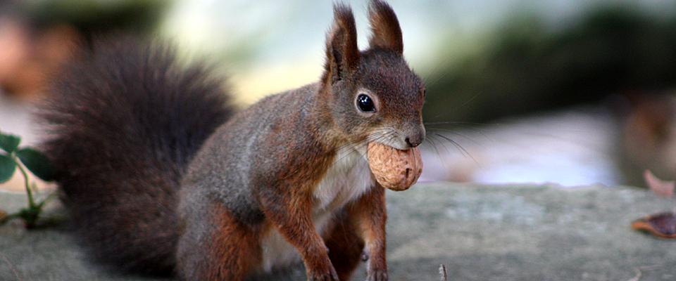 Squirrel, Austria