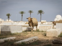 Cemetery, Tunisia