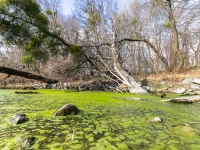 Pond, Vienna