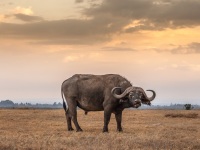 Bison, Kenya