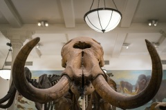 American Museum of Natural History, NYC