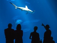 Shark Attack
